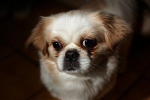 pekinoi en portrait.