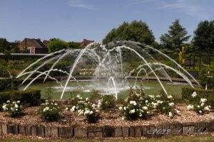 fontaine sur plan d'eau entourée de rose.