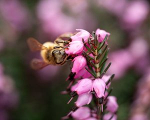 abeille en gros plan butinant une fleur